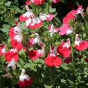  (21/07/2017) Salvia microphylla 'Little Kiss' added by Shoot)