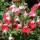  (21/07/2017) Salvia microphylla 'Little Kiss' added by Shoot)