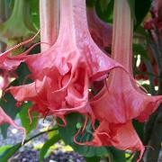  (22/07/2017) Brugmansia 'Thea's Liebling' added by Shoot)