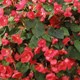 Begonia 'Flamboyant'