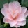  (27/07/2017) Camellia japonica 'Fleur Dipater' added by Shoot)