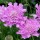  (27/07/2017) Scabiosa columbaria 'Flutter Rose Pink' (Flutter Series) added by Shoot)