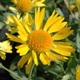 Gaillardia x grandiflora 'Sunburst Yellow' (Sunburst Series)