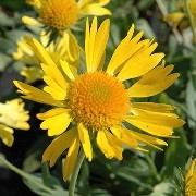  (25/08/2017) Gaillardia x grandiflora 'Sunburst Yellow' (Sunburst Series) added by Shoot)
