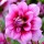  (25/08/2017) Dahlia 'Pink Michigan' added by Shoot)