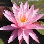  (26/08/2017) Nymphaea 'Rose Arey' added by Shoot)