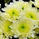 Chrysanthemum 'Swan Cream' (Swan Series)