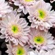 Chrysanthemum 'Swan Pink' (Swan Series)