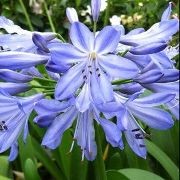  (27/08/2017) Agapanthus 'Blue Heaven' added by Shoot)