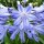  (27/08/2017) Agapanthus 'Blue Heaven' added by Shoot)