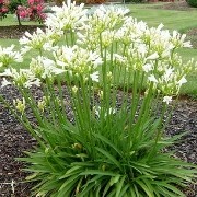  (27/08/2017) Agapanthus 'Little Dutch White' added by Shoot)