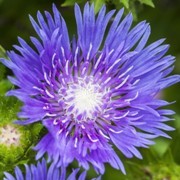 (27/08/2017) Stokesia laevis 'Blue Frills' added by Shoot)