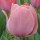  (27/08/2017) Tulipa 'Mystic van Eijk' added by Shoot)