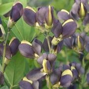  (28/08/2017) Baptisia 'Chocolate Chip' added by Shoot)