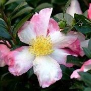  (28/08/2017) Camellia sasanqua 'Hinode-gumo' added by Shoot)