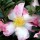  (28/08/2017) Camellia sasanqua 'Hinode-gumo' added by Shoot)
