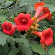  (29/08/2017) Campsis radicans 'Flamenco' added by Shoot)