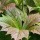  (29/08/2017) Rodgersia podophylla 'Braunlaub' added by Shoot)
