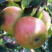  (29/08/2017) Malus domestica 'Claygate Pearmain' added by Shoot)