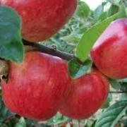  (29/08/2017) Malus domestica 'Norfolk Royal' added by Shoot)