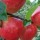  (29/08/2017) Malus domestica 'Norfolk Royal' added by Shoot)
