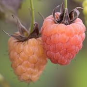  (29/08/2017) Rubus idaeus 'Valentina' added by Shoot)