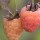  (29/08/2017) Rubus idaeus 'Valentina' added by Shoot)