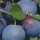 (30/08/2017) Prunus domestica 'Belgian Purple' added by Shoot)