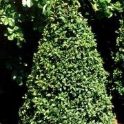  (30/08/2017) Buxus sempervirens 'Pyramidalis' added by Shoot)