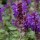  (30/08/2017) Salvia nemorosa 'Blue Marvel' added by Shoot)
