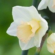  (30/08/2017) Narcissus 'Sweet Eyes' added by Shoot)