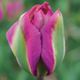 Tulipa 'Nightrider'