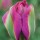  (31/08/2017) Tulipa 'Nightrider' added by Shoot)