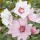  (01/09/2017) Lavatera x clementii 'Barnsley'  added by Shoot)