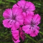  (01/09/2017) Dianthus carthusianorum 'Rupert's Pink' added by Shoot)