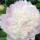  (02/09/2017) Paeonia lactiflora 'Moon River' added by Shoot)