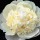  (02/09/2017) Paeonia lactiflora 'Princess Bride' added by Shoot)