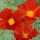  (06/09/2017) Eschscholzia californica 'Red Chief' added by Shoot)
