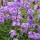  (06/09/2017) Verbena rigida f. lilacina 'De La Mina' added by Shoot)