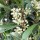  (06/09/2017) Prunus caroliniana 'Bright 'N Tight' added by Shoot)