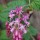  (08/09/2017) Ribes sanguineum var. glutinosum 'Claremont' added by Shoot)