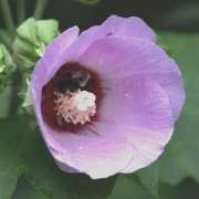  (09/09/2017) Hibiscus sinosyriacus 'Lilac Queen' added by Shoot)