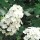  (09/09/2017) Hydrangea quercifolia 'Alice' added by Shoot)