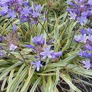  (09/09/2017) Agapanthus 'Gold Strike' added by Shoot)