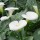  (09/09/2017) Zantedeschia 'White Giant' added by Shoot)