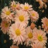 Chrysanthemum 'Peach Enbee Wedding'