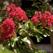  (10/09/2017) Lagerstroemia indica 'Red Imperator' added by Shoot)