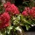  (10/09/2017) Lagerstroemia indica 'Red Imperator' added by Shoot)
