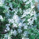 Salvia rosmarinus 'Blue Winter'