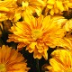Chrysanthemum 'Pennine Calypso'